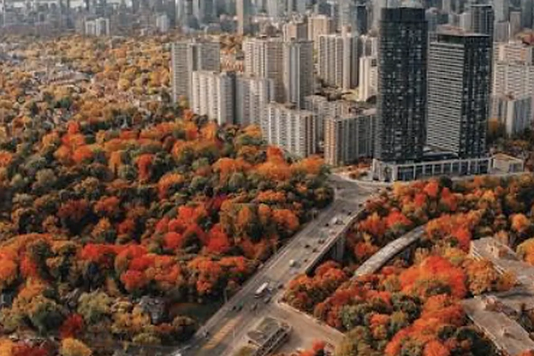 Vista aérea de Toronto en otoño con árboles de colores rojo y naranja frente a los edificios del centro